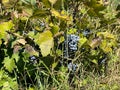 Vineyard on the edge of Sarti resort, Greece