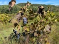 Vineyard on the edge of Sarti resort, Greece