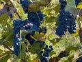 Vineyard on the edge of Sarti resort, Greece