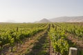 Vineyard in Edna Valley