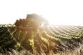 Vineyard in Edna Valley