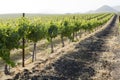 Vineyard in Edna Valley