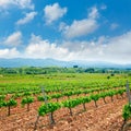 Vineyard in El Bierzo of Leon by Saint James Way