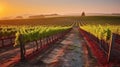 Vineyard Elegance. Captivating Sunrise Views Among the Grapes. Generative AI