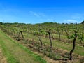 Vineyard in England. Vineyard in the Weald in Kent in England. Early summer vines. Rows of grapevines in an English vineyard. Kent Royalty Free Stock Photo