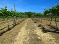 Vineyard in England. Vineyard in the Weald in Kent in England. Early summer vines. Rows of grapevines in an English vineyard. Kent Royalty Free Stock Photo