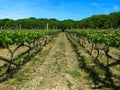 Vineyard in England. Vineyard in the Weald in Kent in England. Early summer vines. Rows of grapevines in an English vineyard. Kent Royalty Free Stock Photo