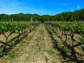 Vineyard in England. Vineyard in the Weald in Kent in England. Early summer vines. Rows of grapevines in an English vineyard. Kent Royalty Free Stock Photo