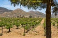 Vineyard in Ensenada, Mexico Royalty Free Stock Photo