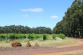 Vineyard estate in Margaret River, Western Australia