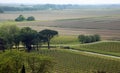 vineyard and the extended plain in central Italy seen from above without people Royalty Free Stock Photo