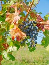 A vineyard in fall