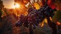 Vineyard In Fall Harvest With Ripe Grapes At Sunset, generative ai Royalty Free Stock Photo