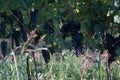 Vineyard In Fall Harvest With Ripe Grapes Royalty Free Stock Photo