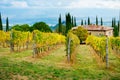 Vineyard and farm in Chianti Royalty Free Stock Photo
