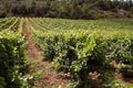 Vineyard field Royalty Free Stock Photo