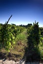 Vineyard field Royalty Free Stock Photo