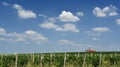 Vineyard field Royalty Free Stock Photo