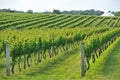 Vineyard field Royalty Free Stock Photo