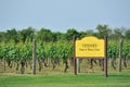 Vineyard field Royalty Free Stock Photo