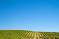 Vineyard field Royalty Free Stock Photo