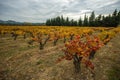 Vineyard field Royalty Free Stock Photo