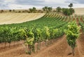 Vineyard field with blue sky and white clouds in the region of Ribera del Duero.