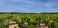 Vineyard field with blue sky and white clouds in the region of Ribera del Duero.
