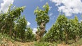 Vineyard, field in Bourgogne, Burgundy. Royalty Free Stock Photo