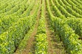 Vineyard,field in Bourgogne. France