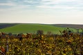 Vineyard and field in the Czech Republic - Palava Royalty Free Stock Photo