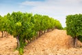 Vineyard Field Landscape Royalty Free Stock Photo