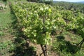 Vineyard field landscape in Spring season, Greece Royalty Free Stock Photo