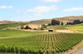 Vineyard field in napa valley Royalty Free Stock Photo