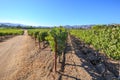 Vineyard field Napa Valley Royalty Free Stock Photo