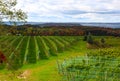 Vineyard field Royalty Free Stock Photo