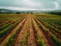 A vineyard field with rows of vines Royalty Free Stock Photo