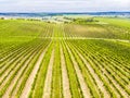 Vineyard field. Rows in a vineyard, natural pattern above from a drone. Aerial view Line and Vine.