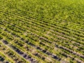 Vineyard field. Rows in a vineyard, natural pattern above from a drone. Aerial view Line and Vine.