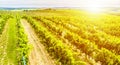 Vineyard field. Rows in a vineyard, natural pattern above from a drone. Aerial view Line and Vine.