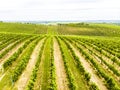 Vineyard field. Rows in a vineyard, natural pattern above from a drone. Aerial view Line and Vine.