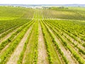 Vineyard field. Rows in a vineyard, natural pattern above from a drone. Aerial view Line and Vine.