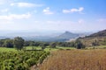 Vineyard field in southern France Royalty Free Stock Photo