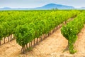 Vineyard Field in Southern France Royalty Free Stock Photo