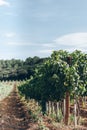 Vineyard Field in the Southern France Royalty Free Stock Photo