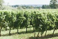 Vineyard Field in the Southern France Royalty Free Stock Photo