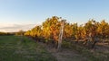 Vineyard fields at autumnal sunset