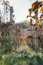 Vineyard fields closeup of the rows of grape leaves