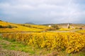 Vineyard fields near small old town, Europe Royalty Free Stock Photo