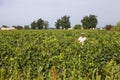 Vineyard fields